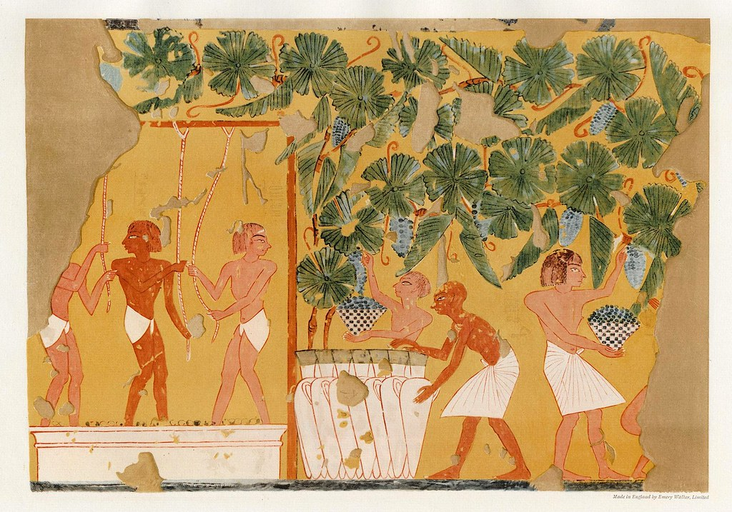 Egiptina harvest paint